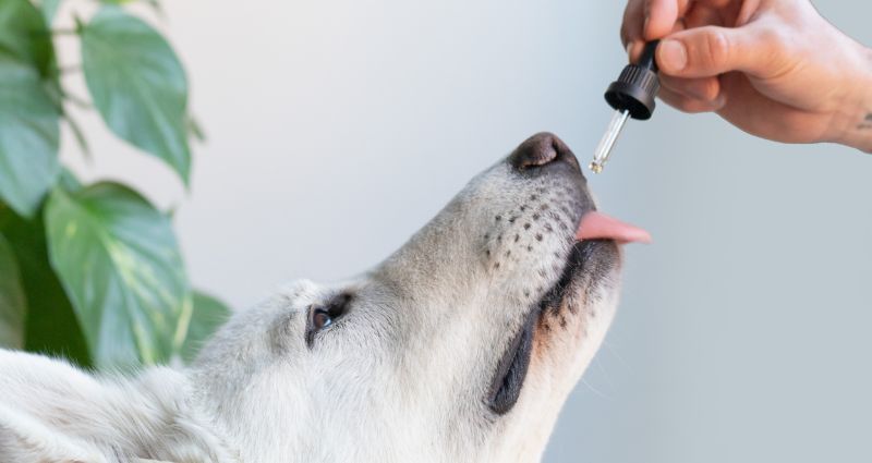 How to use CBD for pets safely and effectively